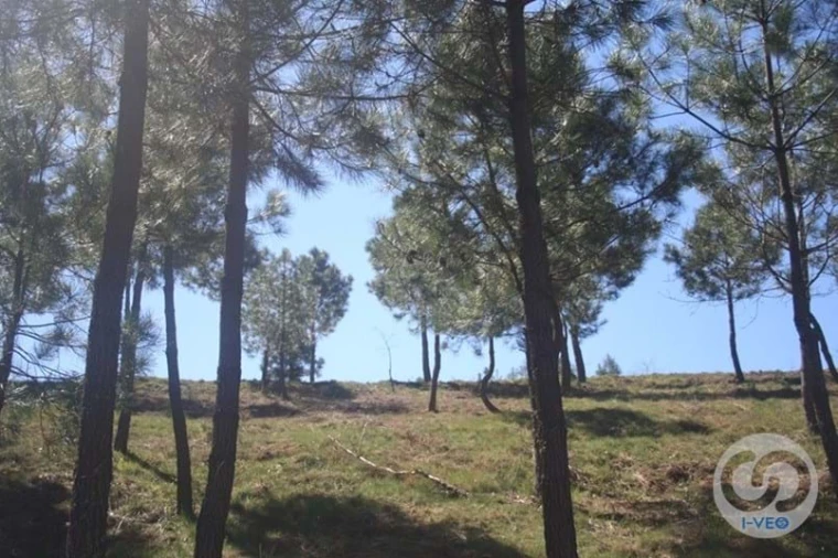 Terreno para Venda em Vale de Anta Foto 62
