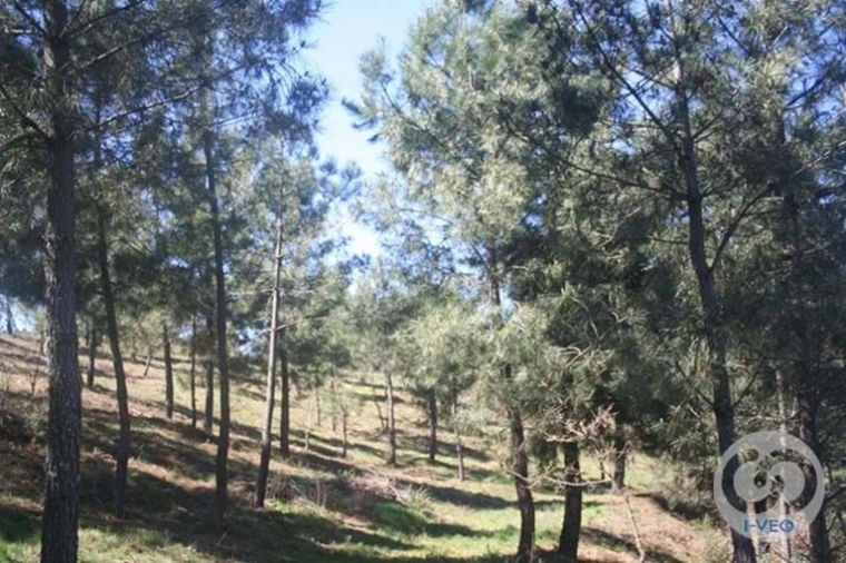 Terreno para Venda em Vale de Anta Foto 11