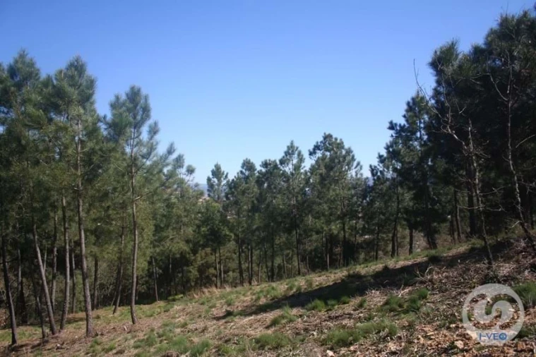 Terreno para Venda em Vale de Anta Foto 48