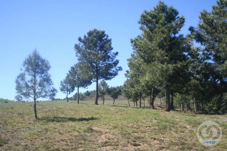 Terreno para Venda em Vale de Anta Foto 17