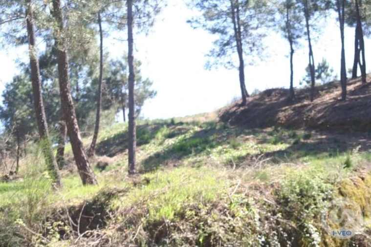 Terreno para Venda em Vale de Anta Foto 49