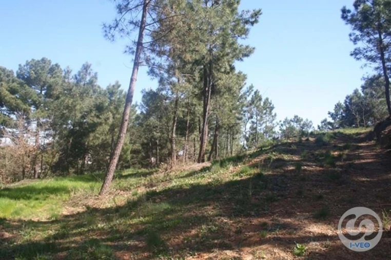 Terreno para Venda em Vale de Anta Foto 53