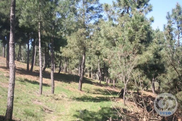 Terreno para Venda em Vale de Anta Foto 9