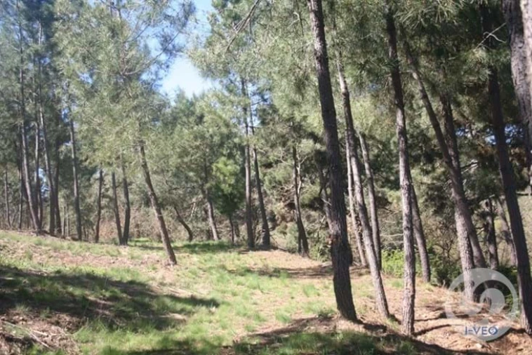 Terreno para Venda em Vale de Anta Foto 58