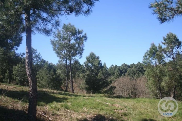 Terreno para Venda em Vale de Anta Foto 13