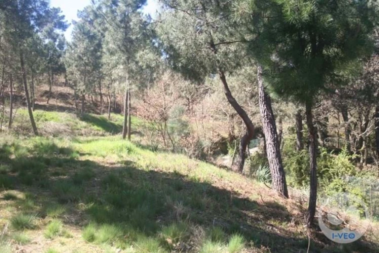 Terreno para Venda em Vale de Anta Foto 57