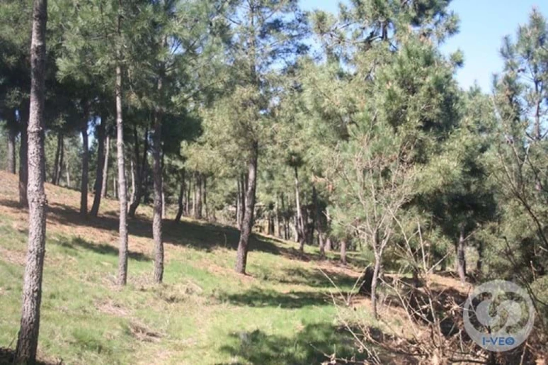Terreno para Venda em Vale de Anta Foto 9