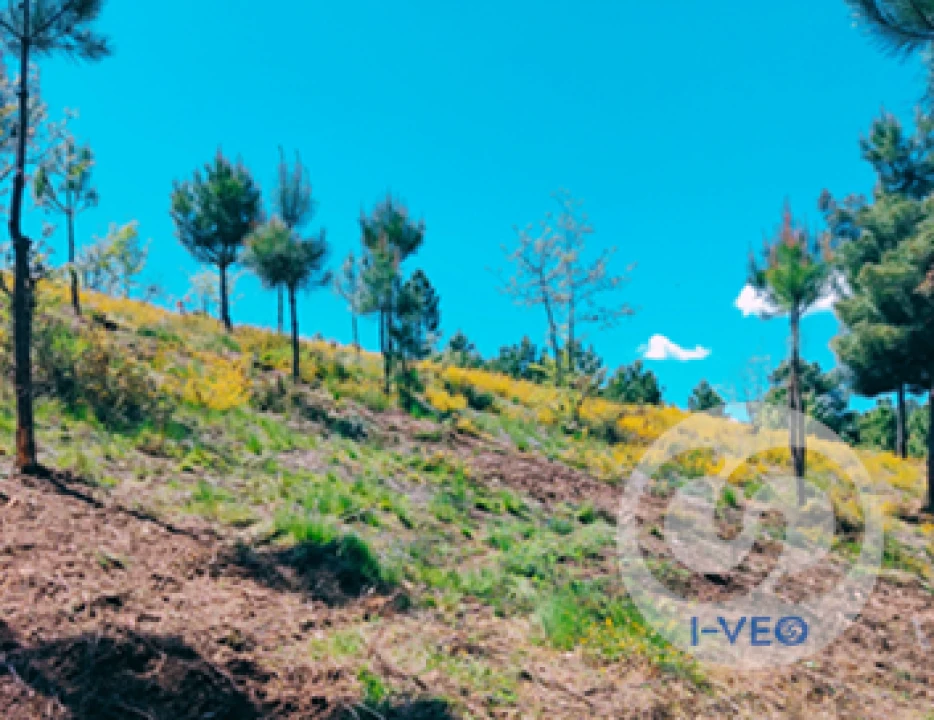 Terreno para Venda em Vale de Anta Foto 2