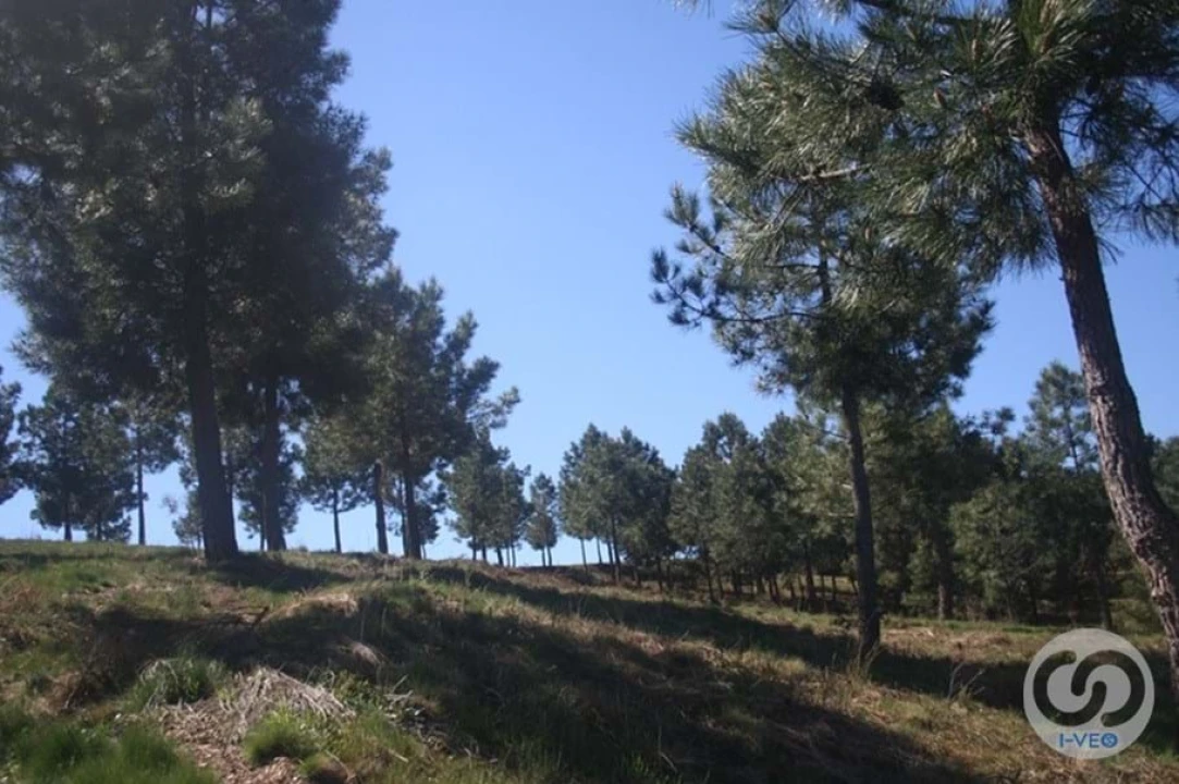 Terreno para Venda em Vale de Anta Foto 14