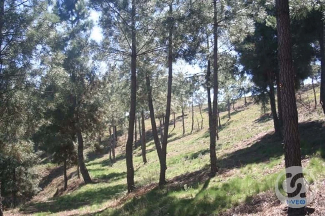 Terreno para Venda em Vale de Anta Foto 61