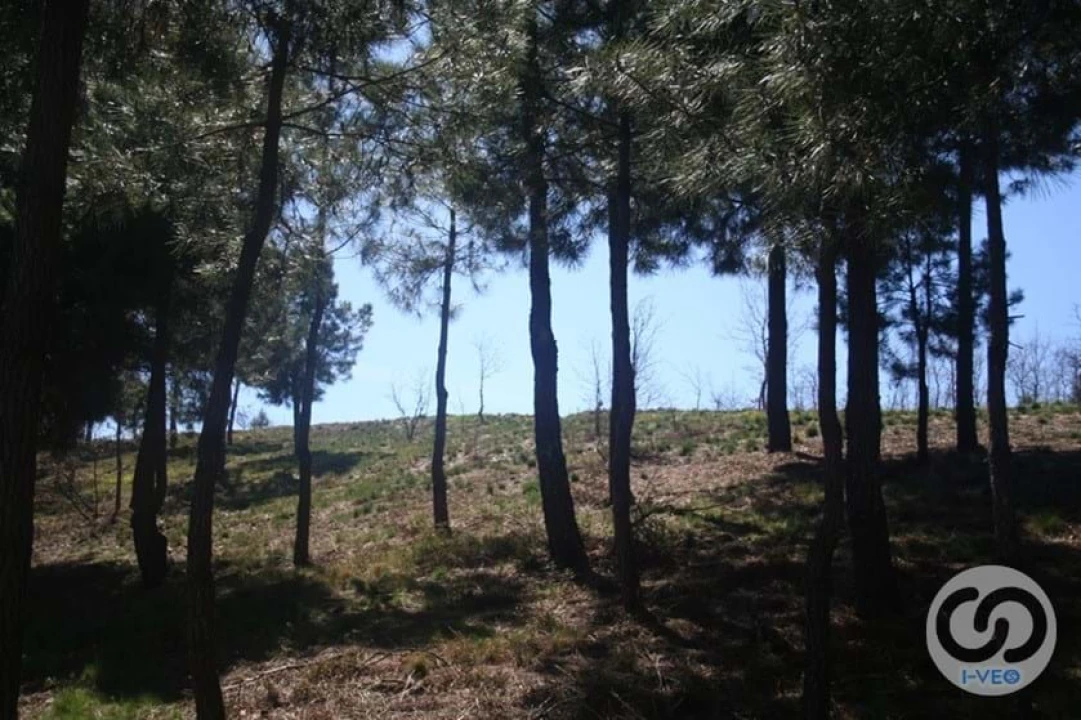 Terreno para Venda em Vale de Anta Foto 60