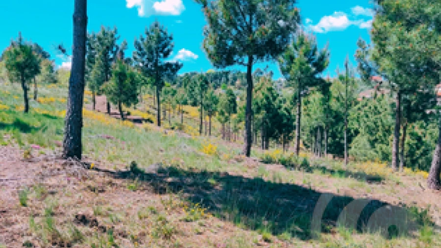Terreno para Venda em Vale de Anta