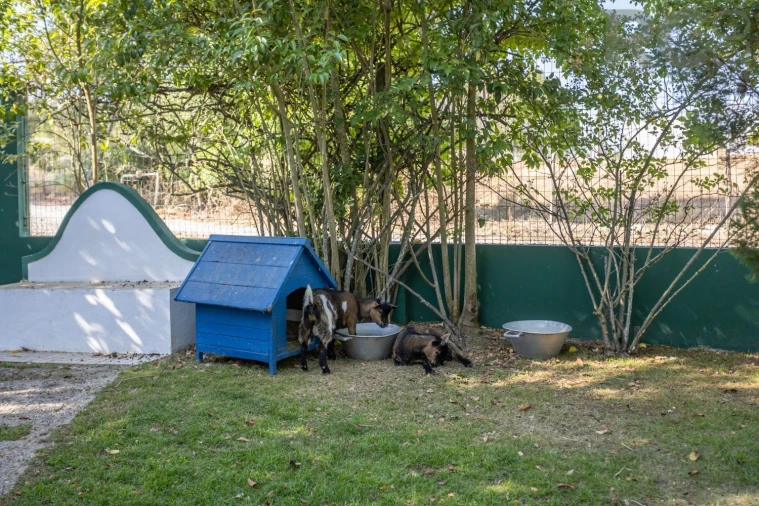 Quinta T8 para Venda em Landeira Foto 44