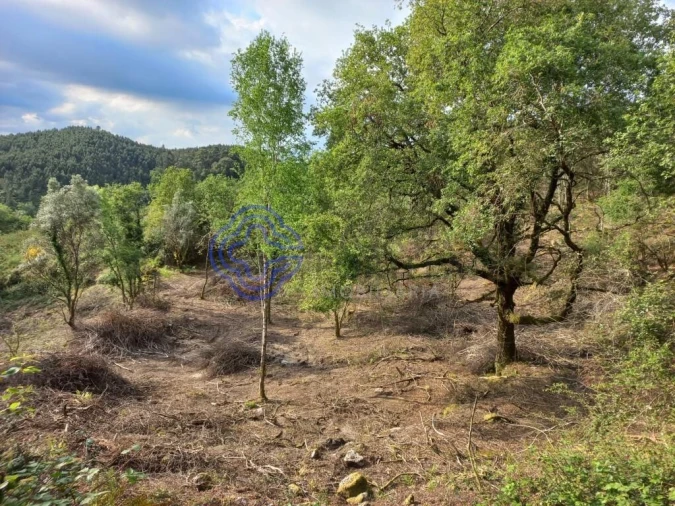 Terreno para Venda em Chorense e Monte Foto 2