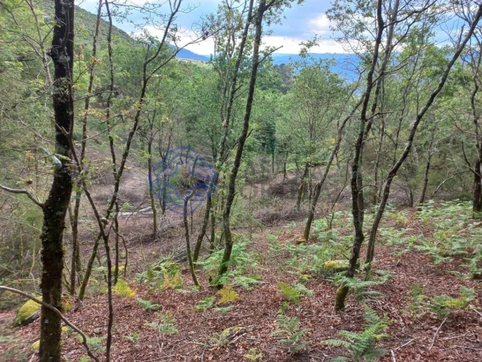 Terreno para Venda em Chorense e Monte Foto 6