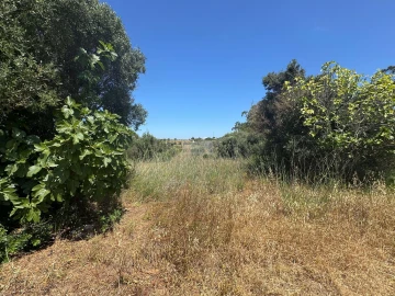 Terreno para Venda em Luz
