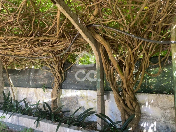 Quinta T32 para Venda em Seixas Foto 32