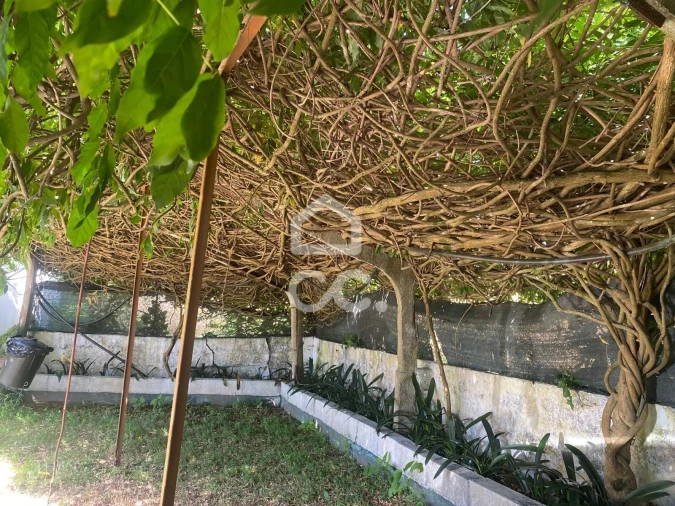 Quinta T32 para Venda em Seixas Foto 91