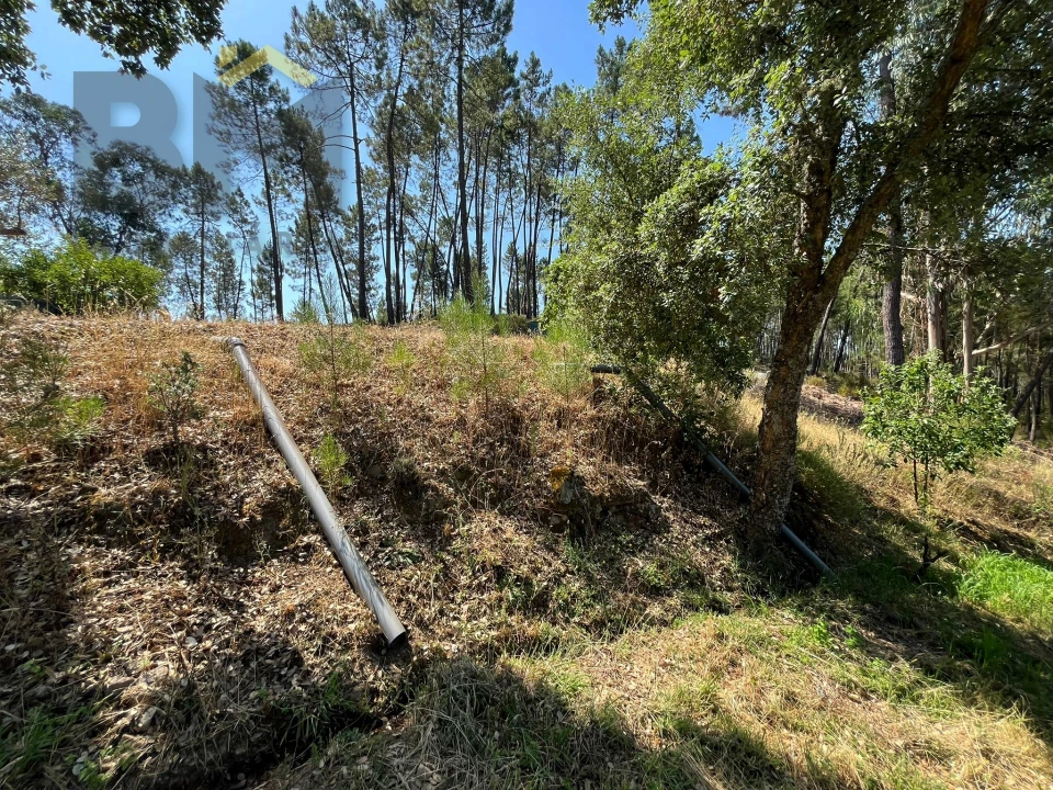 Quinta T0 para Venda em Almaceda Foto 41