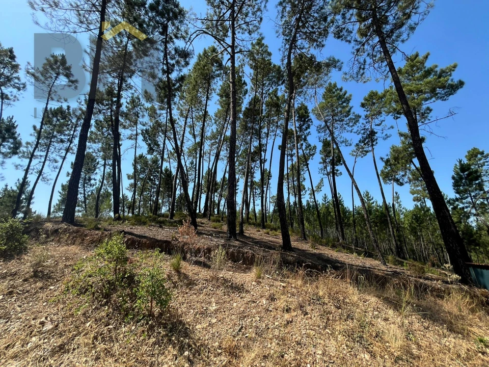 Quinta T0 para Venda em Almaceda Foto 39
