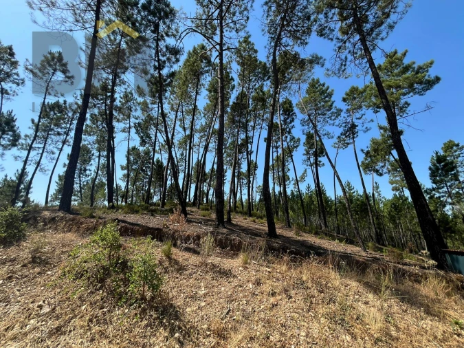 Quinta T0 para Venda em Almaceda Foto 39
