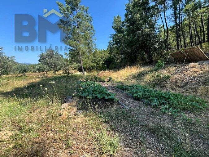 Quinta T0 para Venda em Almaceda Foto 38