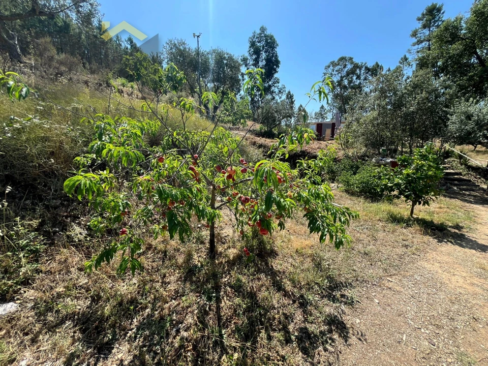Quinta T0 para Venda em Almaceda Foto 35