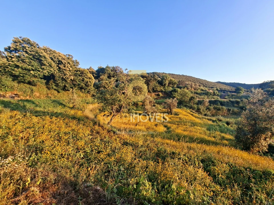 Terreno para Venda em Real Foto 12