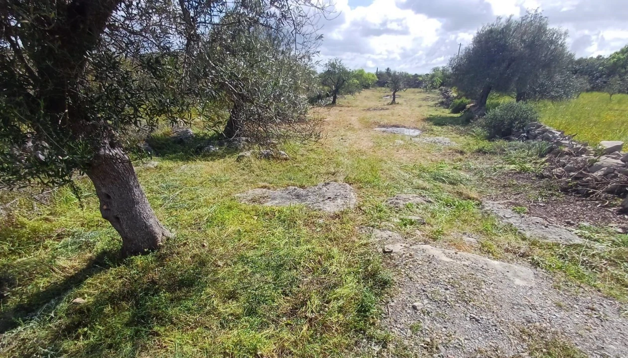 Terreno Agricola ou Rústico para Venda em Moncarapacho e Fuseta Foto 4
