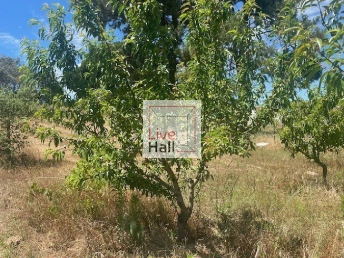 Terreno para Venda em Coruche, Fajarda e Erra Foto 16