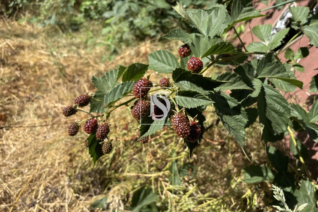 Moradia T4 para Venda em Molelos Foto 38