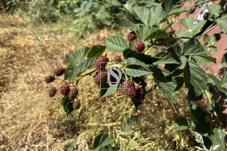 Moradia T4 para Venda em Molelos Foto 38