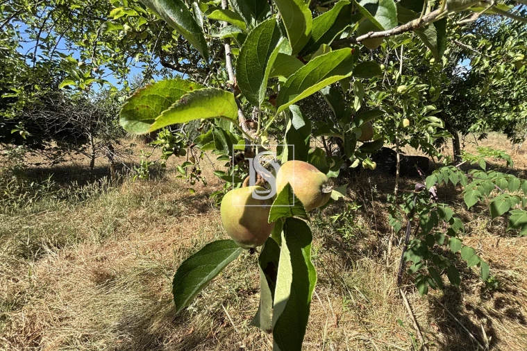 Moradia T4 para Venda em Molelos Foto 39