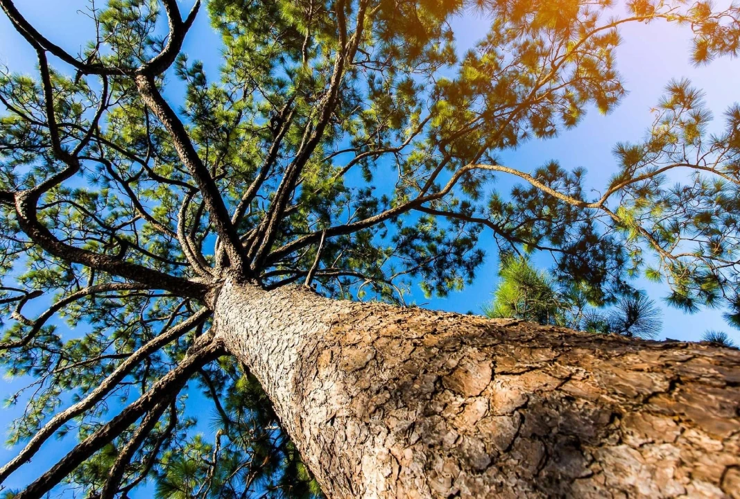 Moradia T3 para Venda em Tornada e Salir do Porto Foto 14