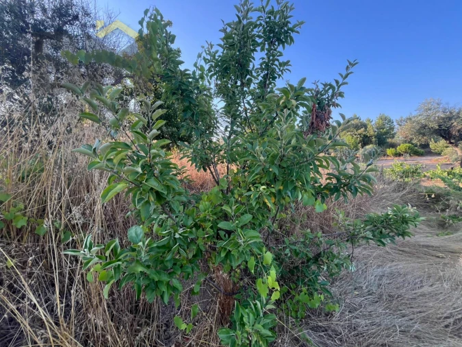 Terreno Agricola ou Rústico para Venda em Freixial e Juncal do Campo Foto 5