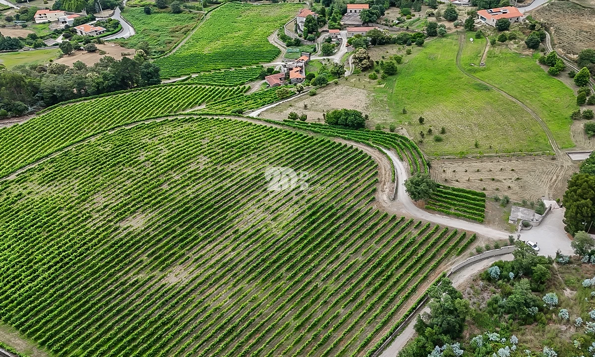 Quinta T10 para Venda em Santo Tirso, Couto (Santa Cristina e São Miguel) e Burgães Foto 3