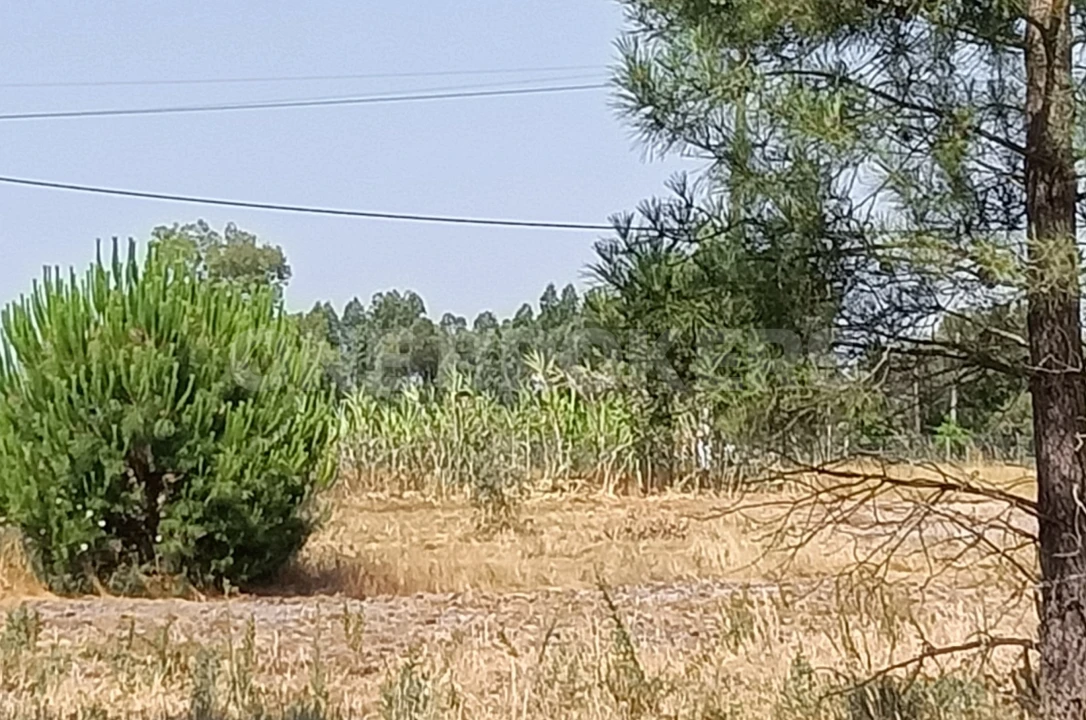 Terreno para Venda em Santo Estêvão Foto 4