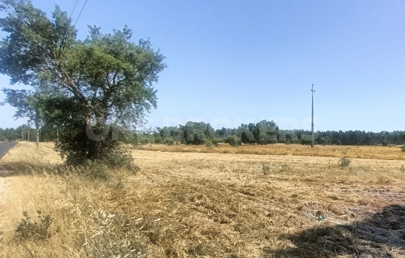 Terreno para Venda em Santo Estêvão Foto 17