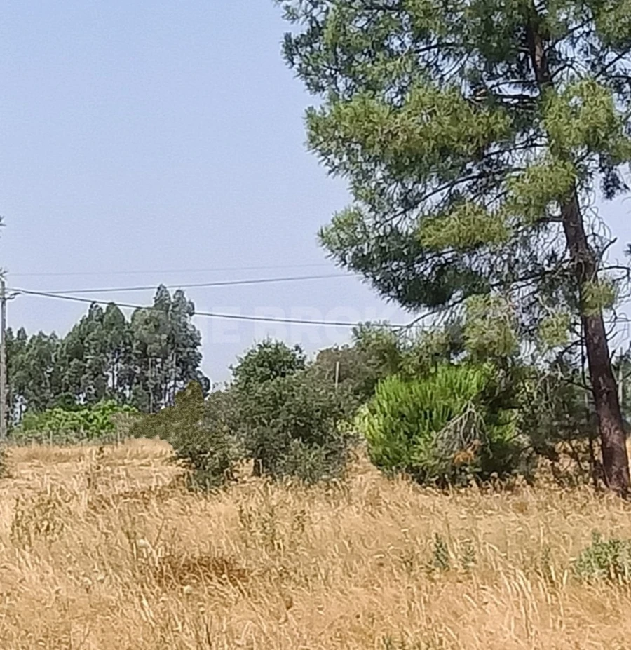 Terreno para Venda em Santo Estêvão Foto 6