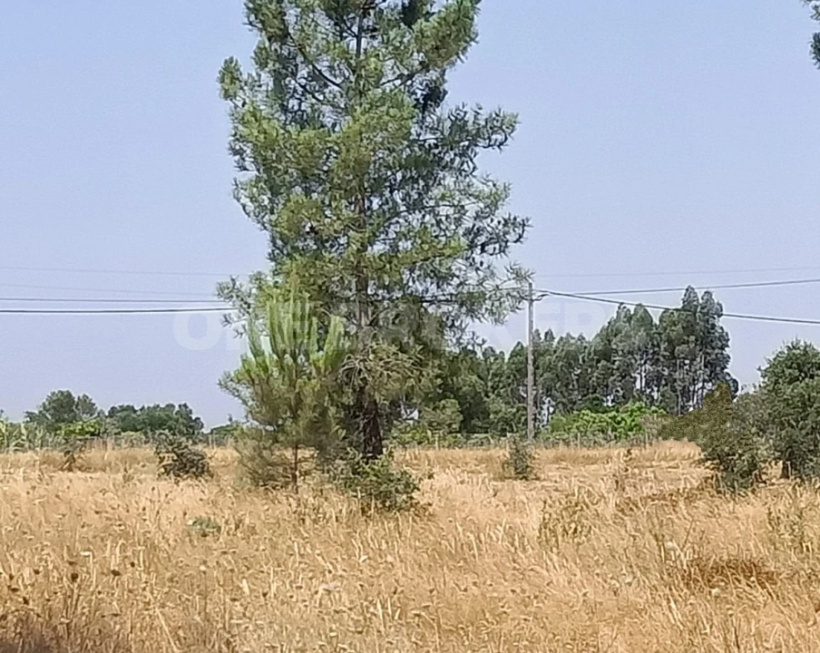 Terreno para Venda em Santo Estêvão Foto 7