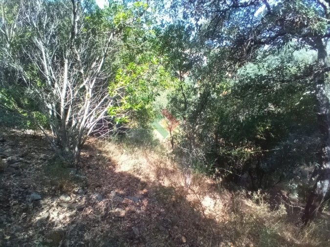 Terreno Agricola ou Rústico para Venda em São Salvador da Aramenha Foto 16