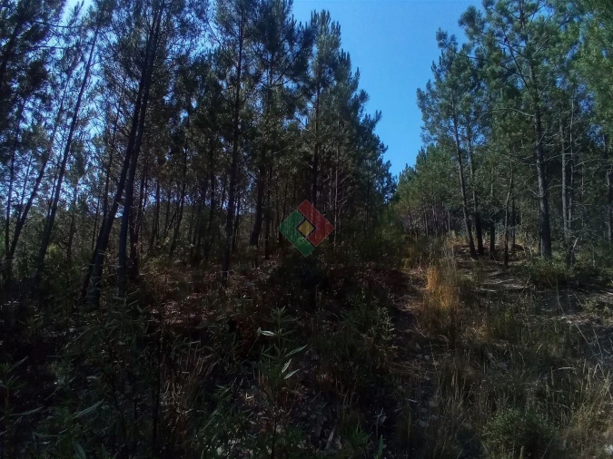 Terreno Agricola ou Rústico para Venda em São Salvador da Aramenha Foto 19