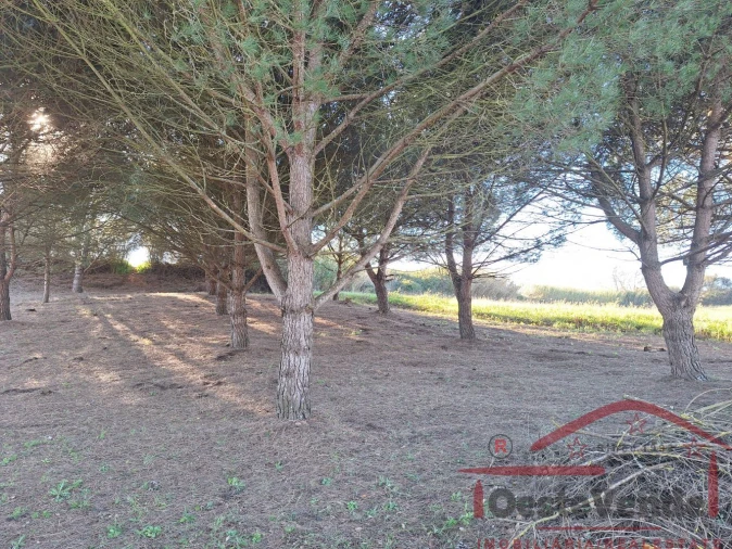 Terreno para Venda em Lamas e Cercal Foto 8