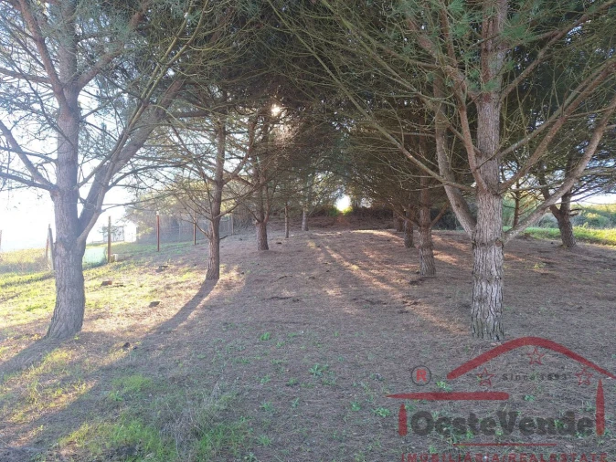 Terreno para Venda em Lamas e Cercal Foto 7