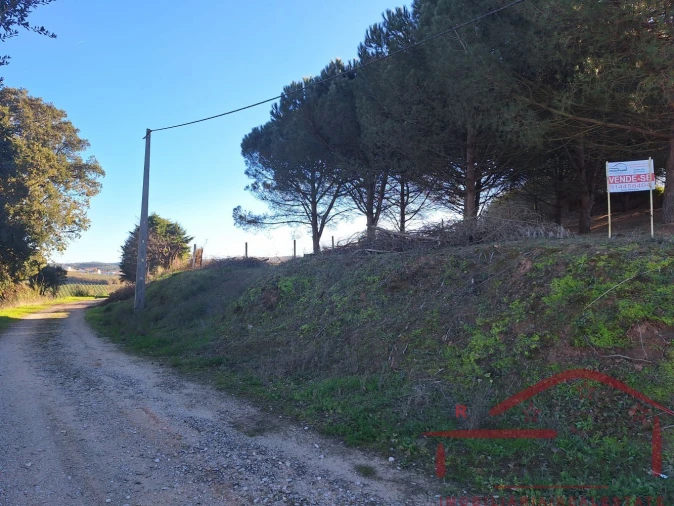 Terreno para Venda em Lamas e Cercal Foto 3