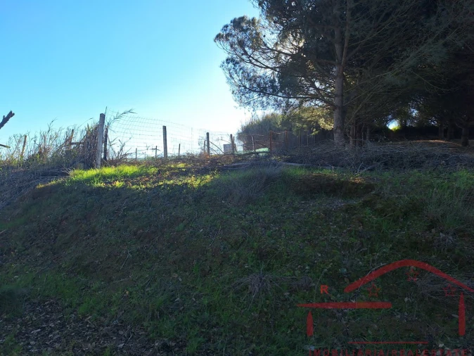 Terreno para Venda em Lamas e Cercal Foto 4