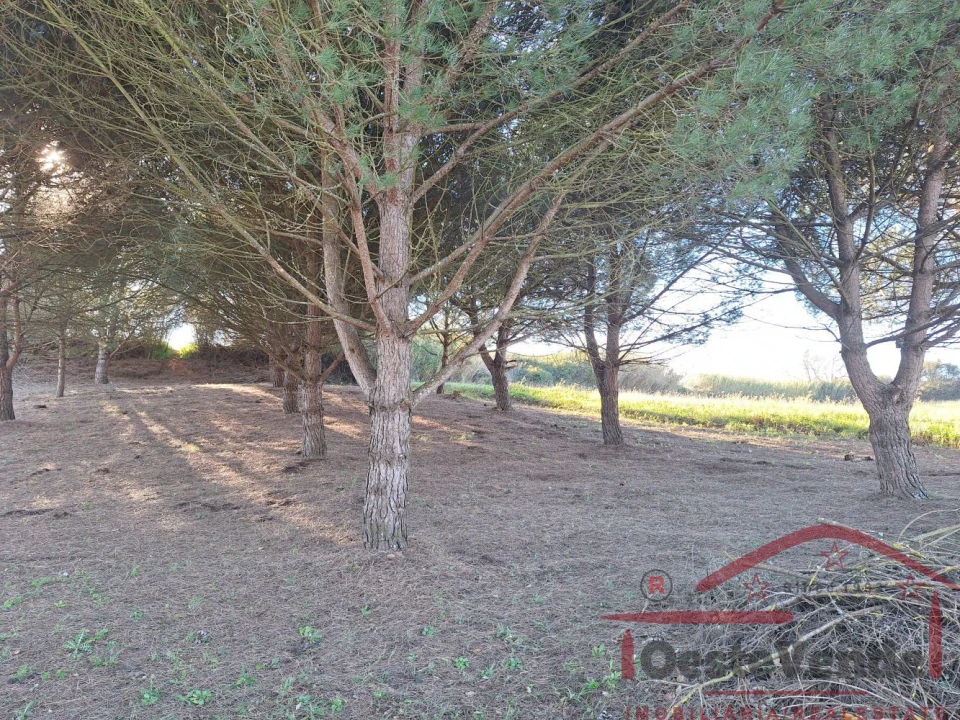 Terreno para Venda em Lamas e Cercal Foto 8