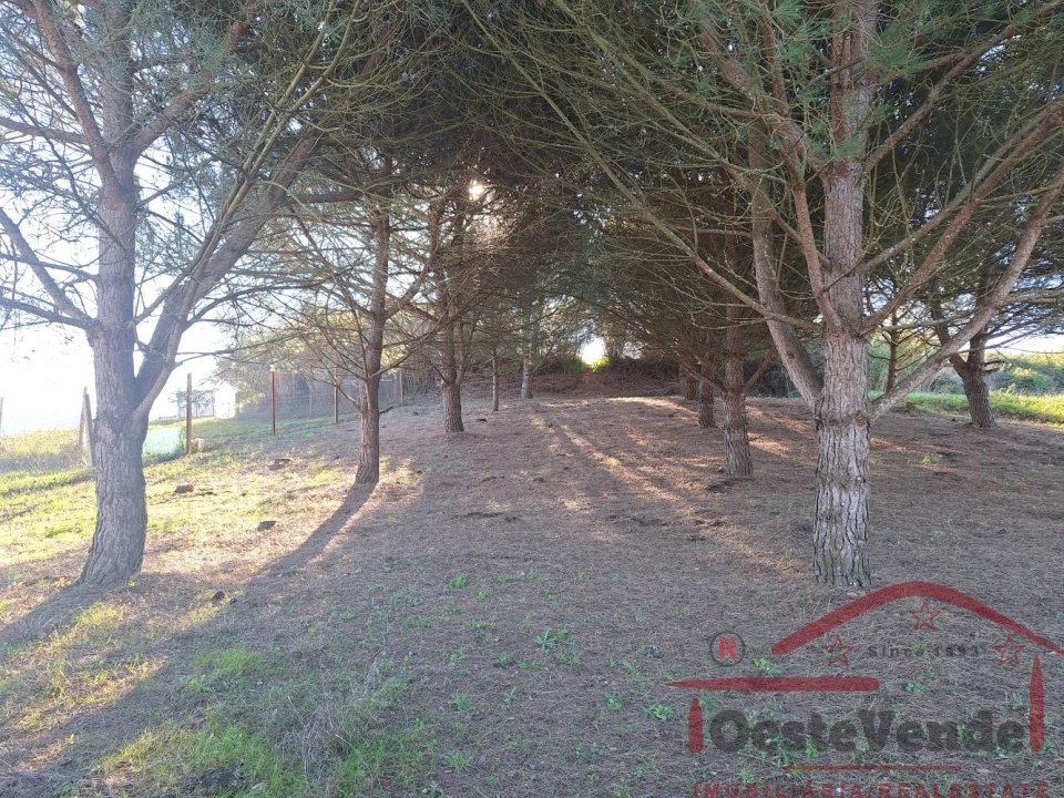 Terreno para Venda em Lamas e Cercal Foto 7