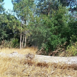 Terreno para Venda em Cartaxo e Vale da Pinta