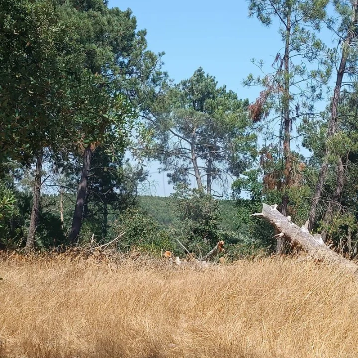 Terreno para Venda em Cartaxo e Vale da Pinta Foto 1
